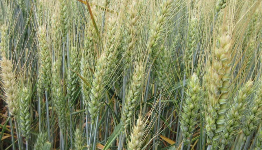 KWS CONSTELLUM